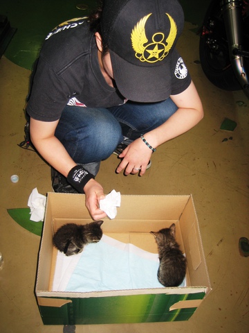 子猫と板金 (1).JPG