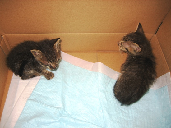 子猫と板金 (2).JPG